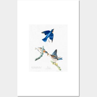 John Audubon Reimagined - Bluebirds Posters and Art